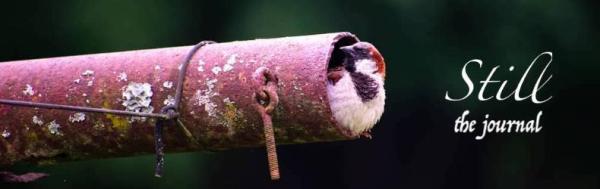 bird clothesline-2.jpg.cropped790x250o0,-153s849x566
